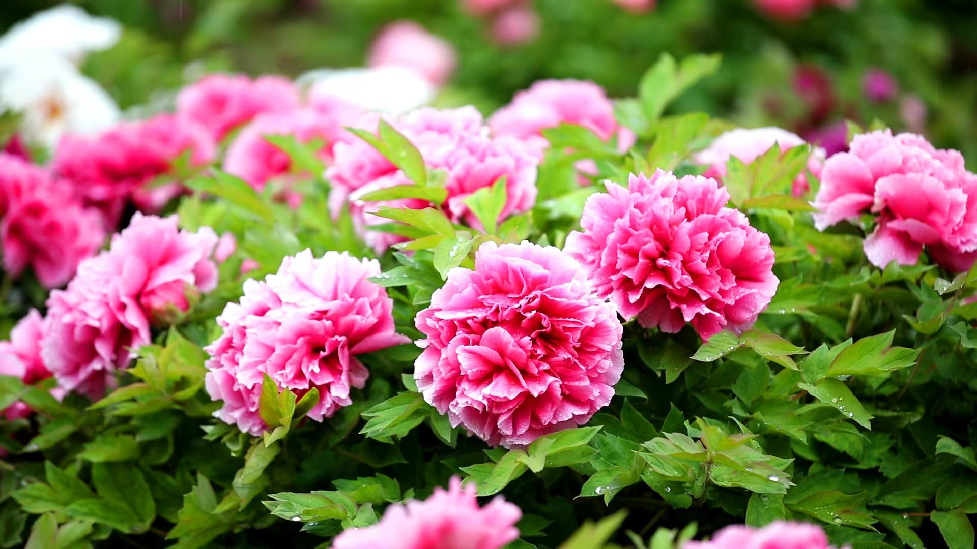 圖片來(lái)源:網(wǎng)信菏澤